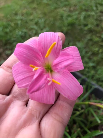 Rain Lily Fairy Yarn