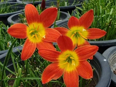 Rain Lily Bloody Moon