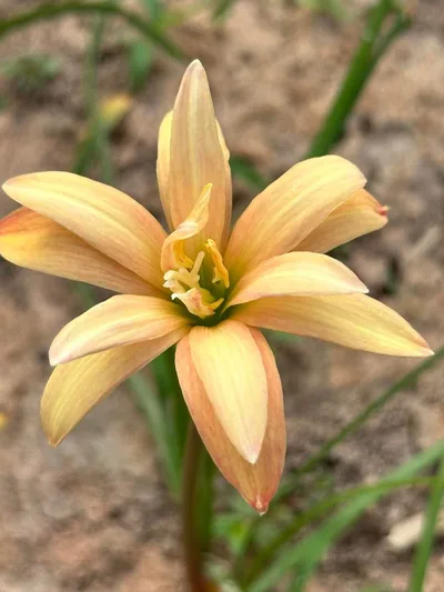 Rain Lily Taranaki