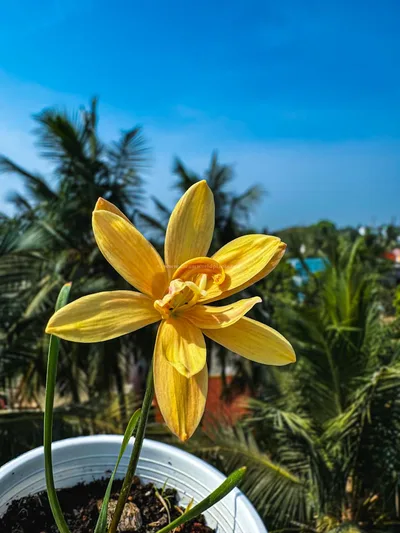 Rain Lily Apricot King — thumbnail 2