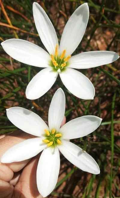 Rain Lily Candida — thumbnail 5