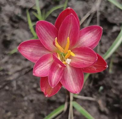 Rain Lily Carnelian Stone