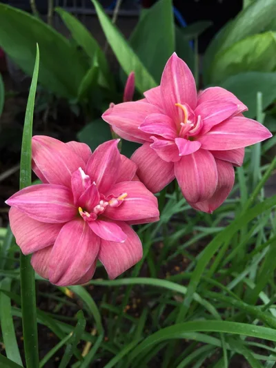 Rain Lily Pink Ruby — thumbnail 4