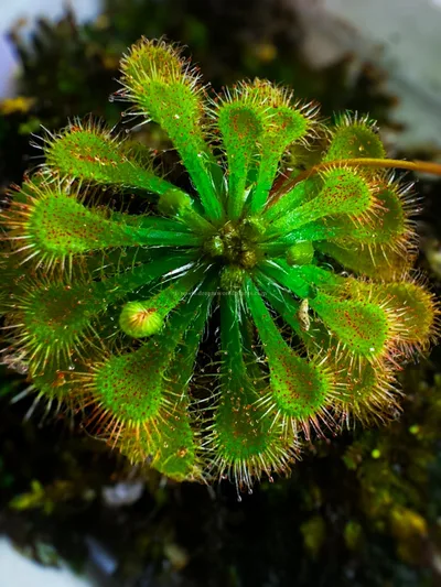 Drosera Tokaiensis — photo 2