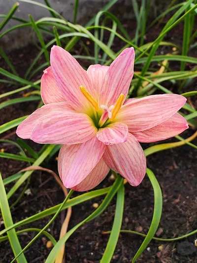 Rain Lily Noru