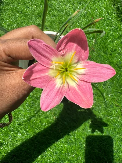 Rain Lily Tharika