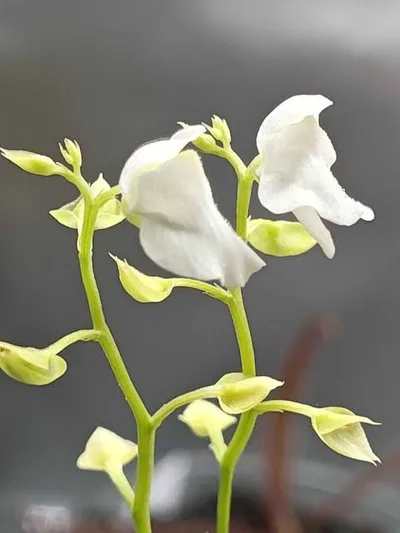 Utricularia Calycifida White Flower