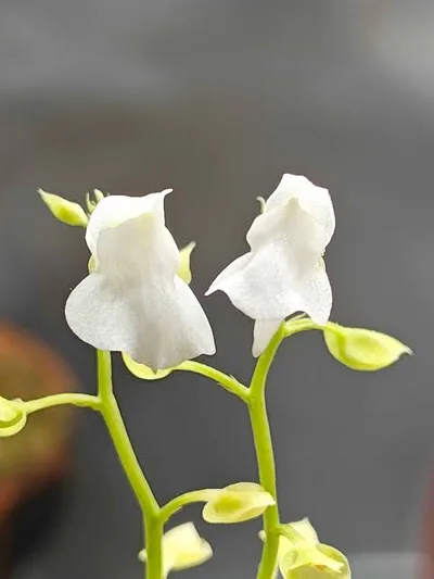 Utricularia Calycifida White Flower
