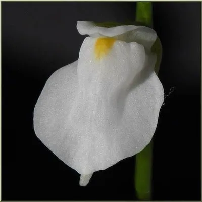 Utricularia Calycifida White Flower