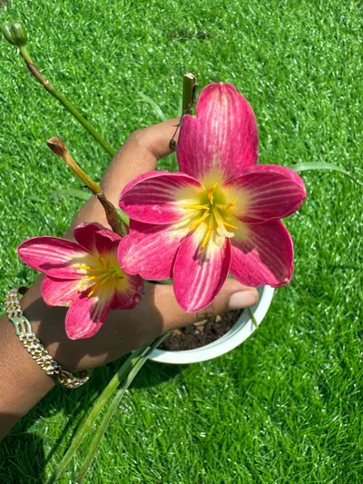 Rain Lily Rouge Angel