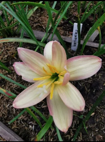 Onam's Vibrant Rain Lily Carpet