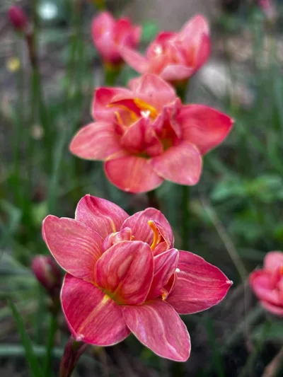 Rain Lily Madame Butterfly