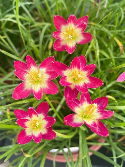 Rain Lily Pink jira — photo 1