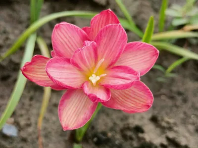 Rain Lily Carnelian Stone