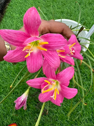 Rain Lily Flora love