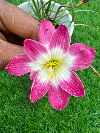 Rain Lily Pink jira — photo 2