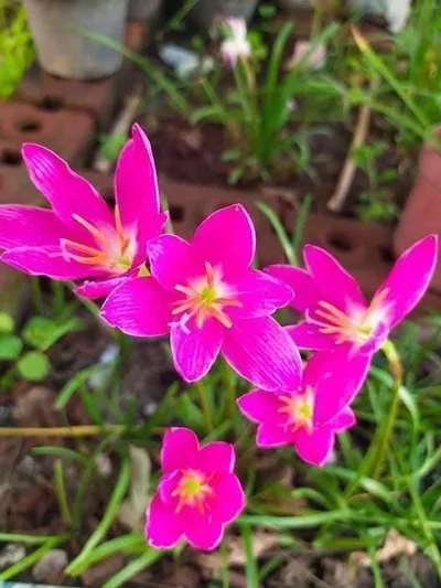 Rain Lily 10-Colour Showcase