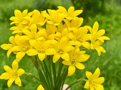 Rain Lily Citrina — thumbnail 2