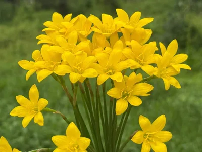 Rain Lily Citrina — thumbnail 1