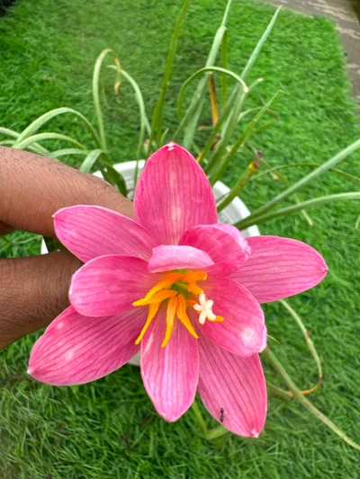 Rain Lily Rare Cabinet β 10