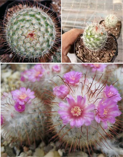 Cactus Mammillari Bombyciana