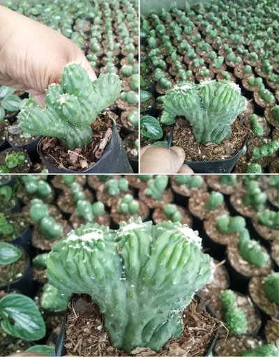Cactus Tiny Spikes Trio