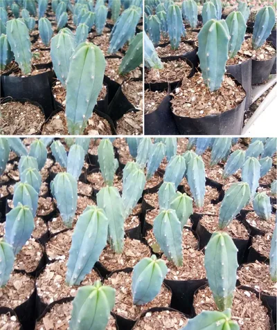 Spike Squad — 5 Cacti