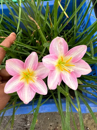 Rain Lily Sweet Heart