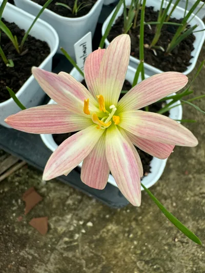 Rain Lily Hong Hearl