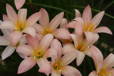 Rain Lily Prairie Sunset — thumbnail 2