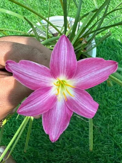 Rain Lily Tiny Trio