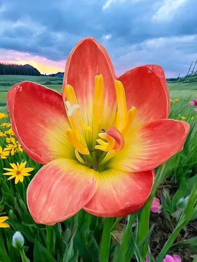 5 Colours Rain Lily Pack