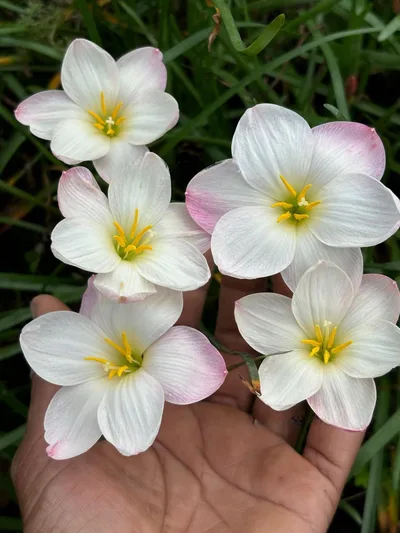 Rain Lily Ume no Hana — thumbnail 5