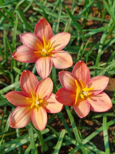 Ultimate 15-Colour Rain Lily Collection