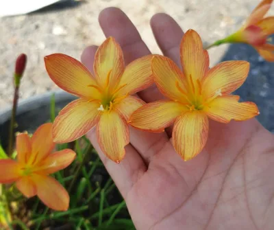 Rain Lily Lady Oscar