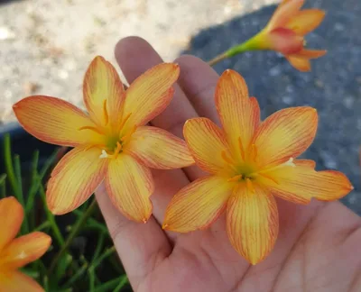 Rain Lily Lady Oscar