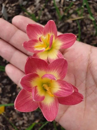 Rain Lily Pink Wadee — thumbnail 1