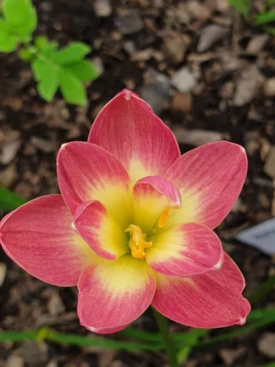 Rain Lily Pink Wadee — thumbnail 2