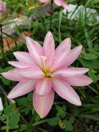 Rain Lily Praewpillai