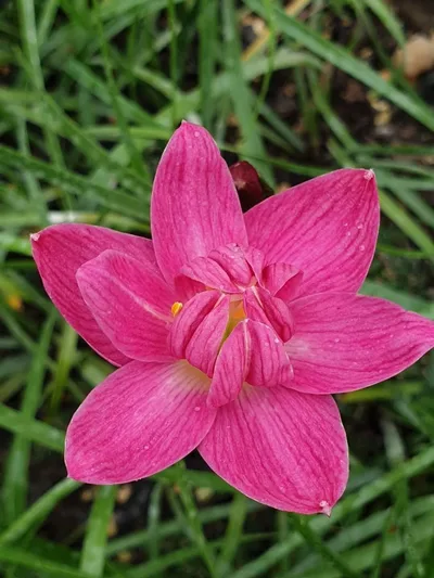 Rain Lily Flora love