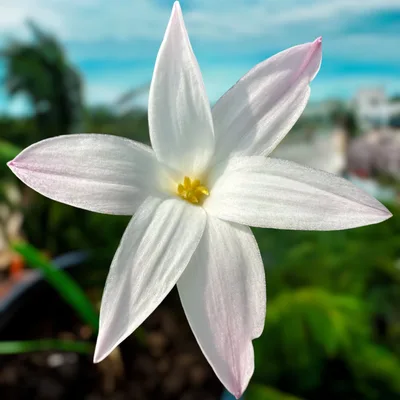 Rain Lily Bargain Box — 8
