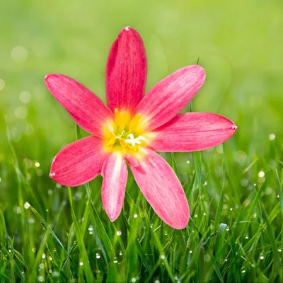 Rain Lily Apple Sunday