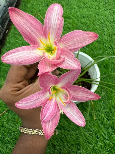 Rain Lily Parona