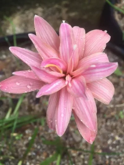 Rain Lily MONARCH