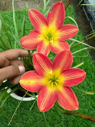 Rain Lily Malificent