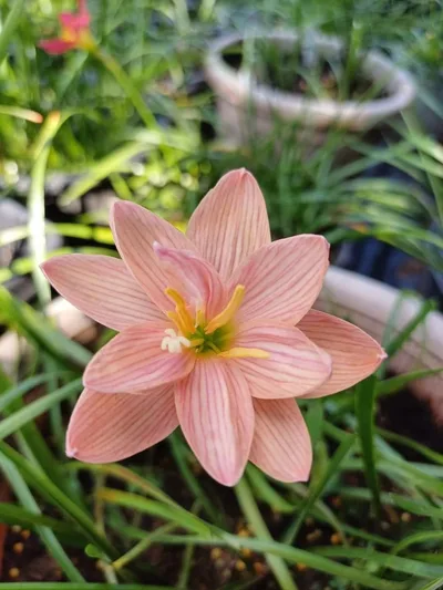 Rain Lily Eternal Love