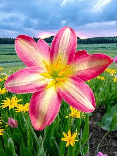 Rain Lily Small Hybrid