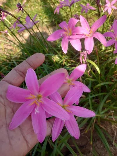 Rain Lily Chocky Pink