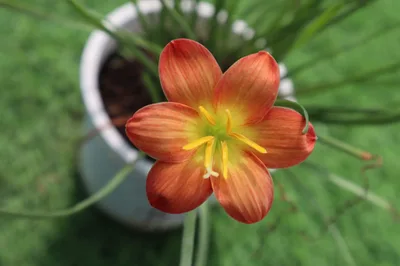Rain Lily Mukut