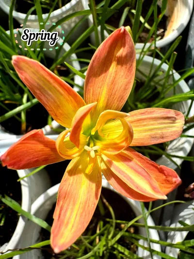 Rain Lily Spring